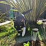 cat, black_and_white_cat, grass, garden, plants, sunlight, outdoor, solar_light, greenery, nature, pet, animal, curious, walking, whiskers, tail, yellow_eyes, daylight, feline, small_animal
