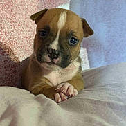 Nala a rejoint le concours — aidez-le/la à gagner de superbes lots ! puppy, dog, brown, white, cute, animal, pet, small, young, fur, face, eyes, paws, blanket, indoor, resting, adorable, closeup, portrait, snout