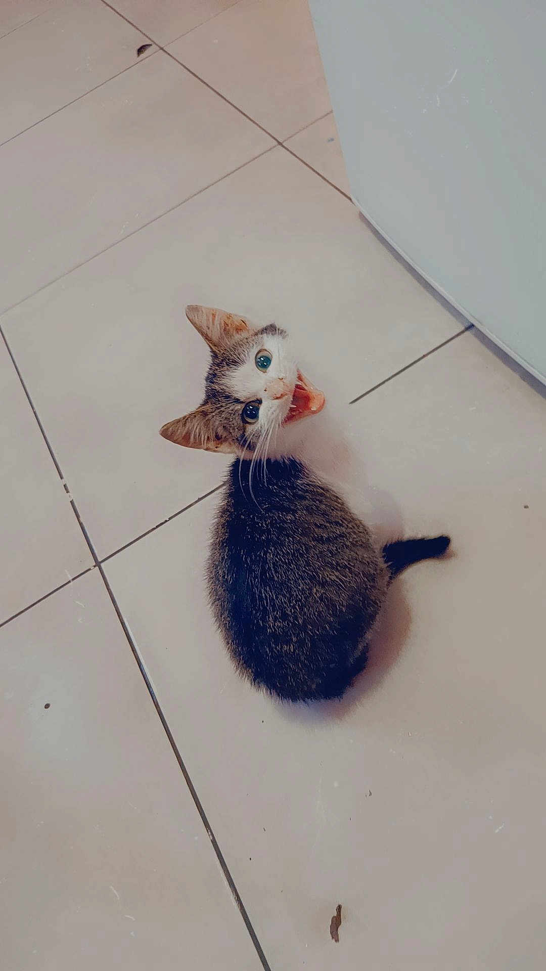 Gizmo