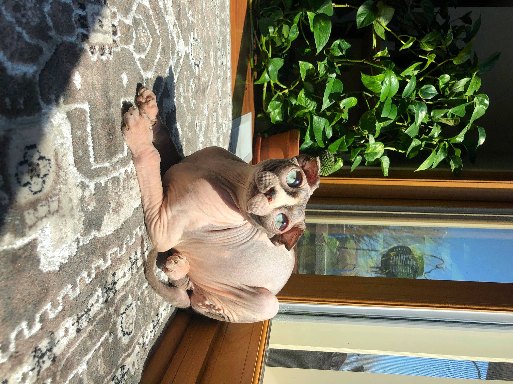 Frida joined the competition — help win amazing prizes! eyewear, fawn, felidae, fur, grass, houseplant, leisure, plant, room, sitting, small_to_medium_sized_cats, tree, visual_arts, window, wood