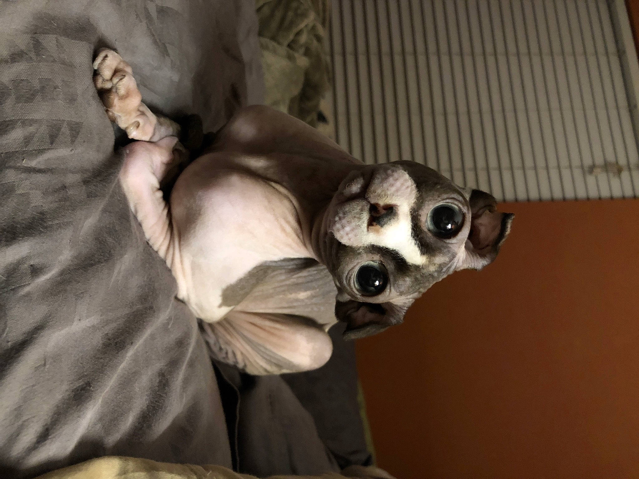 Frida is registered to the contest to win money with this photo: bone, canidae, carnivore, comfort, companion_dog, dog, dog_breed, dog_supply, ear, fawn, fur, grey, jaw, skull, snout, sporting_group, toy_dog, whiskers, wood, working_animal