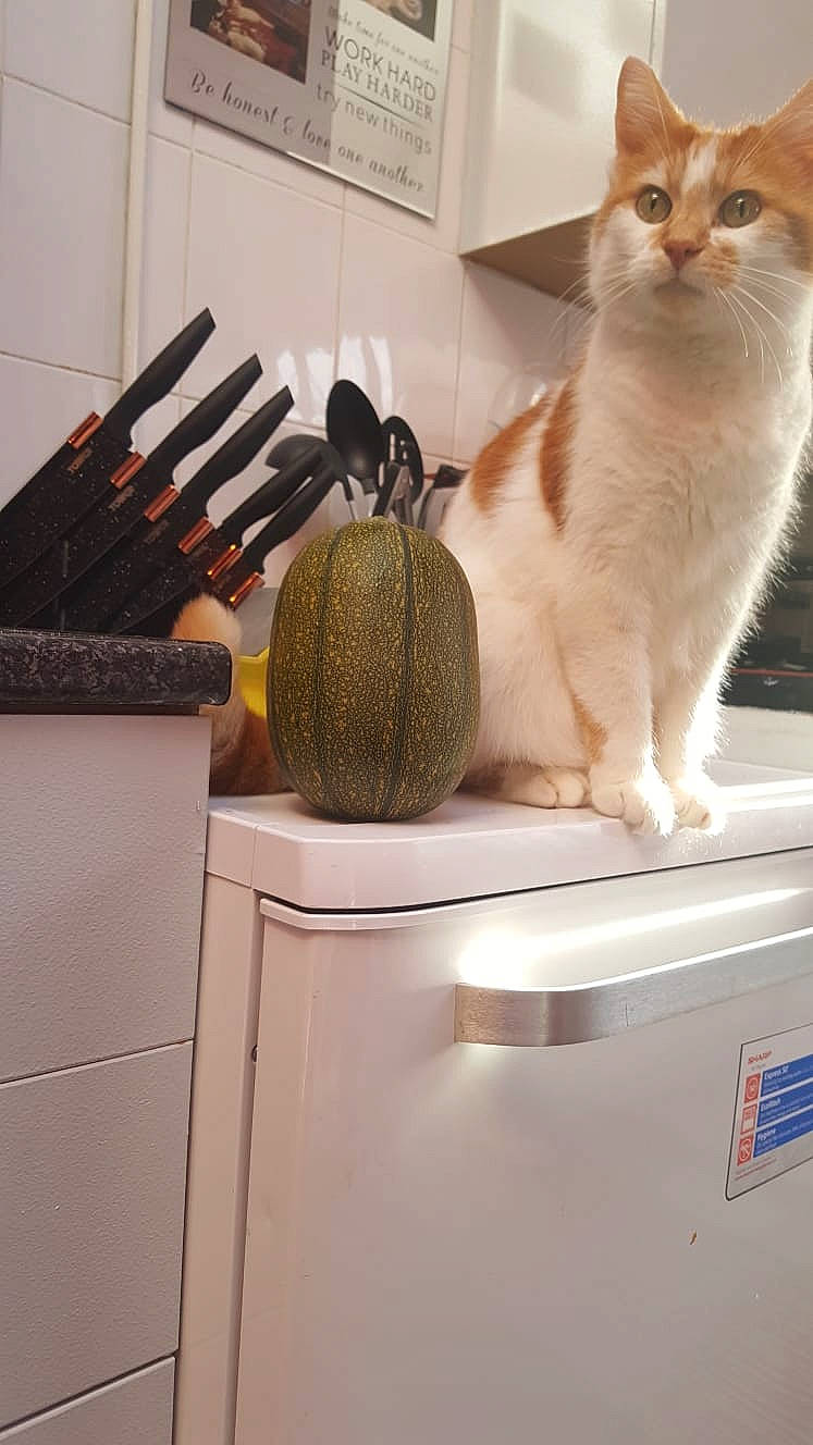 Fudge is registered to the contest to win money with this photo: brush, carnivore, cat, cooking, domestic_short_haired_cat, felidae, gas, home_appliance, household_supply, kitchen, kitchen_utensil, metal, natural_material, pet_supply, room, small_to_medium_sized_cats, tail, washing_machine, whiskers, wood