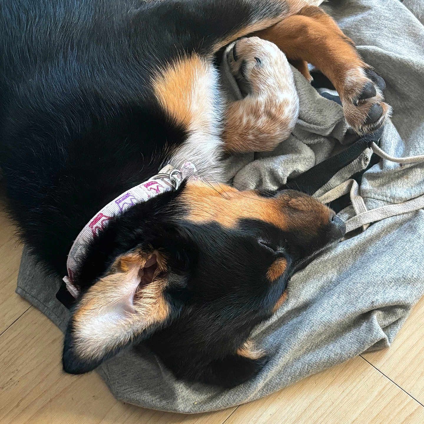 Cleo is registered to the contest to win money with this photo: animal, black_fur, brown_fur, closeup, collar, cozy, curled_up, cute, dog, fabric, fur, hoodie, indoor, nap, paws, pet, relaxing, resting, sleeping, wooden_floor
