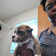 Smoke is registered to the contest to win money with this photo: bathroom, brown_and_white, ceiling_vent, close_up, collar, dog, face, fur, glasses, hand, holding, indoor, person, portrait, puppy, shirt, short_sleeves, shower_rod, window_blinds, wooden_cabinet