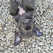 Biggie participe au concours pour gagner de l'argent avec cette photo : adorable, animal, closeup, cute, dog, ears, fur, gravel, looking_up, lying_down, nose, outdoor, paws, pet, playful, puppy, small, upside_down, whiskers, young