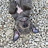 adorable, animal, closeup, cute, dog, ears, fur, gravel, looking_up, lying_down, nose, outdoor, paws, pet, playful, puppy, small, upside_down, whiskers, young