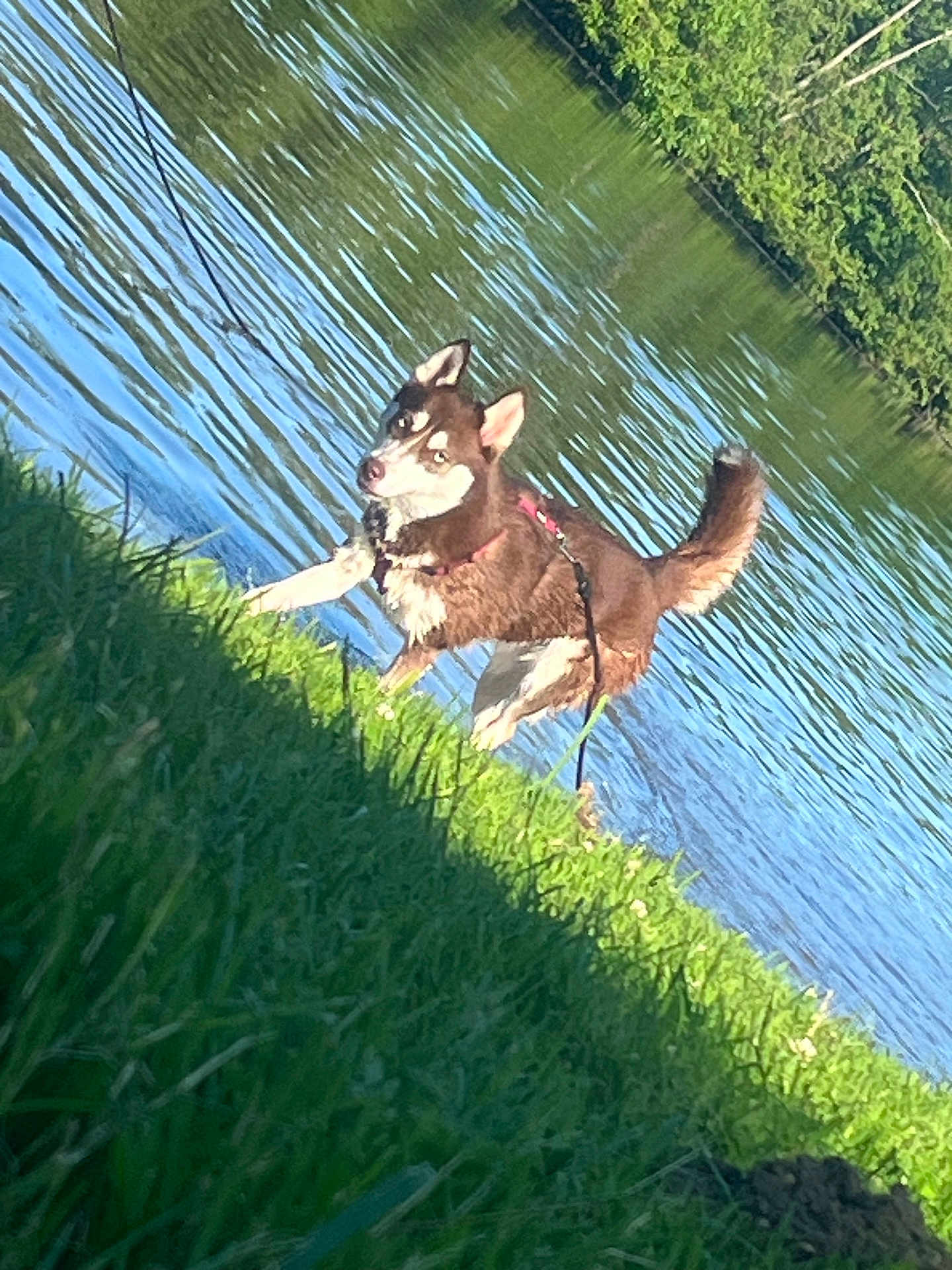 Victoire participe au concours pour gagner de l'argent avec cette photo : dog, husky, canine, grass, lake, water, outdoor, nature, animal, pet, blue_eyes, sunlight, greenery, leash, walking, summer, daytime, fur, park, scenery
