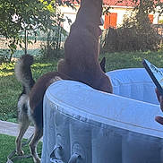 Victoire a rejoint le concours — aidez-le/la à gagner de superbes lots ! dog, outdoor, grass, inflatable_pool, pet, tree, fence, house, red_shutters, sunlight, leash, canine, backyard, animal, summer, nature, tongue_out, sitting, standing, daytime