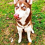 Victoire participe au concours pour gagner de l'argent avec cette photo : dog, husky, blue_eyes, tongue_out, sitting, grass, outdoor, pet, animal, playful, fur, ears, nature, fence, leaf, ground, canine, muzzle, cute, looking_up