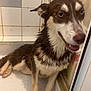 dog, wet, shower, bathroom, blue_eyes, tile, glass_door, paw, fur, pet, canine, indoor, bath_time, animal, sitting, close_up, expression, resigned, cleaning, cute