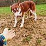 Victoire participe au concours pour gagner de l'argent avec cette photo : dog, husky, blue_eyes, brown_fur, outdoor, hand, human, fence, trees, grass, dirt, rocks, autumn, nature, pet, canine, animal, approach, watchful, daytime