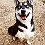 Roxy a rejoint le concours — aidez-le/la à gagner de superbes lots ! dog, husky, blue_eyes, smiling, paw_raised, gravel_path, green_grass, outdoor, pet, canine, playful, happy, animal, nature, friendly, fur, ears, tongue, companion, yard