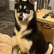 Roxy participe au concours pour gagner de l'argent avec cette photo : dog, sitting, blue_eyes, black_and_white, fur, pet, indoor, living_room, blanket, furniture, table, remote_control, cords, couch, ears, alert, floor, curtains, wooden_table, cozy