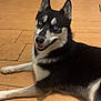 Roxy a rejoint le concours — aidez-le/la à gagner de superbes lots ! dog, husky, blue_eyes, smiling, indoor, wooden_floor, pet, canine, laying_down, black_and_white_fur, ears_up, tongue_out, domestic_animal, animal, cute, friendly, flooring, household, resting, companion