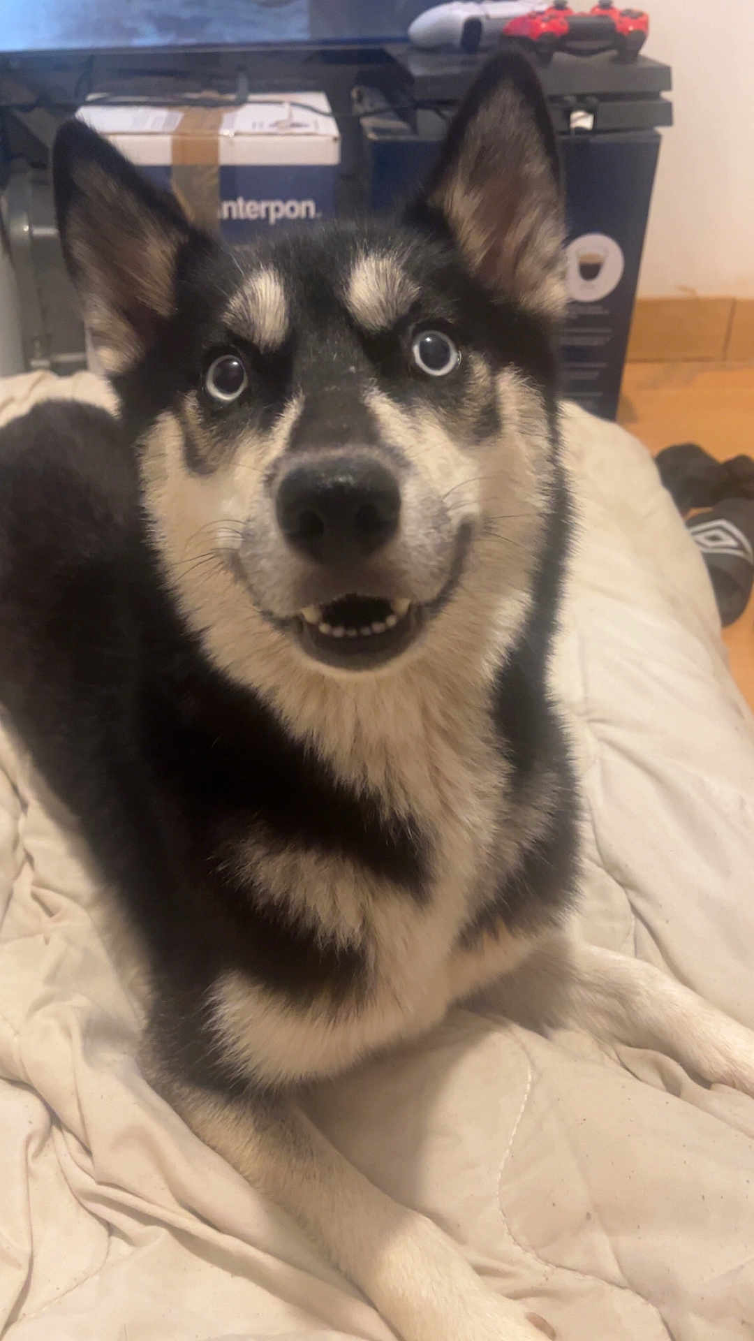 Roxy