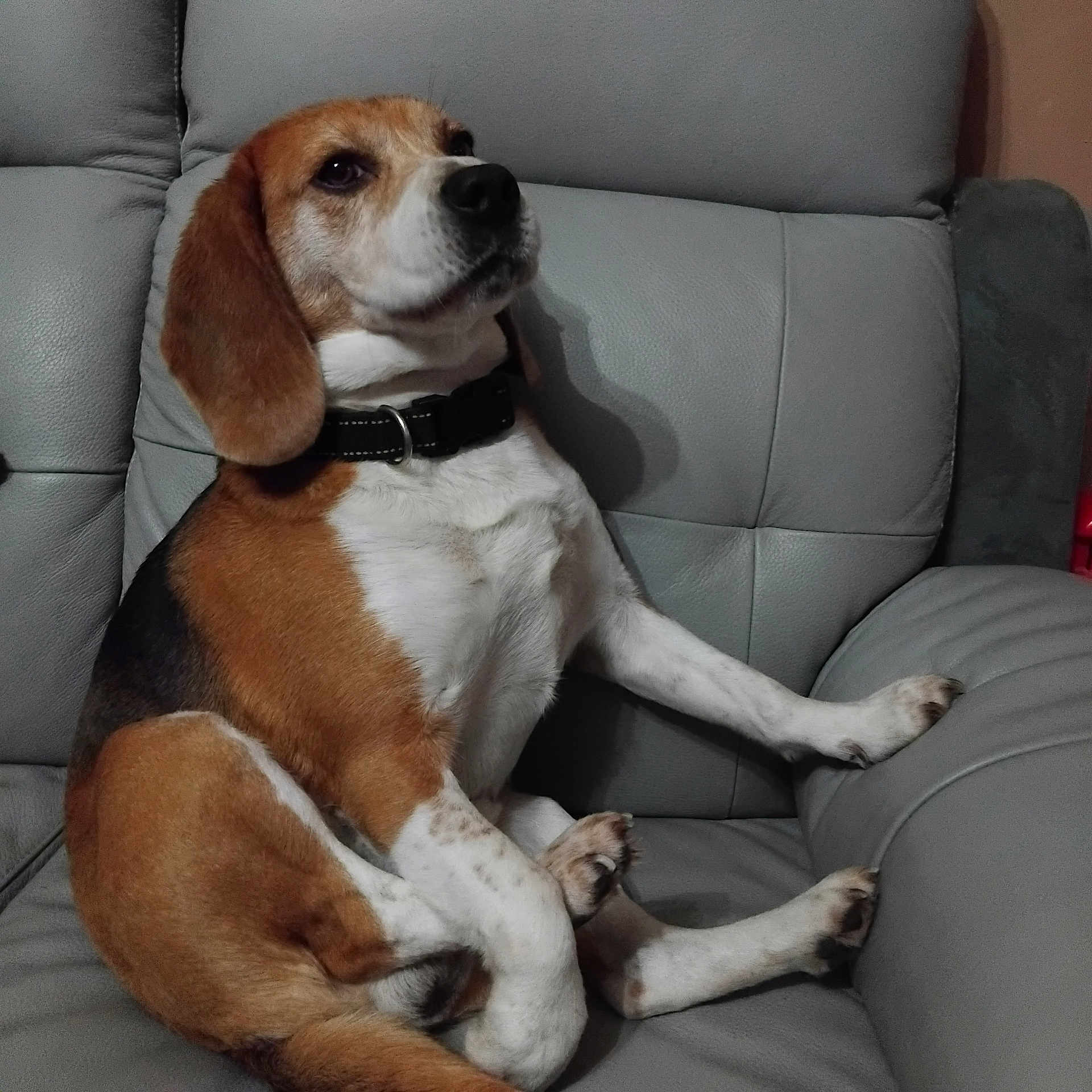 Happy participe au concours pour gagner de l'argent avec cette photo : animal, armchair, beagle, canine, chair, couch, cushion, dog, furniture, homedecor, hound, pet, pointer, puppy