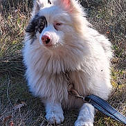 Tekoa a rejoint le concours — aidez-le/la à gagner de superbes lots ! animal, black_patch, calm, canine, closeup, daylight, dog, ears, fluffy, fur, grass, leash, nature, outdoor, paw, pet, portrait, quiet, sitting, white
