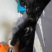 Pluto is registered to the contest to win money with this photo: cat, kitten, black_cat, white_paws, whiskers, indoor, person_holding, hand, blanket, striped_blanket, orange_blanket, curious, face, fur, pet, domestic_animal, cozy, close_up, young_cat, cute