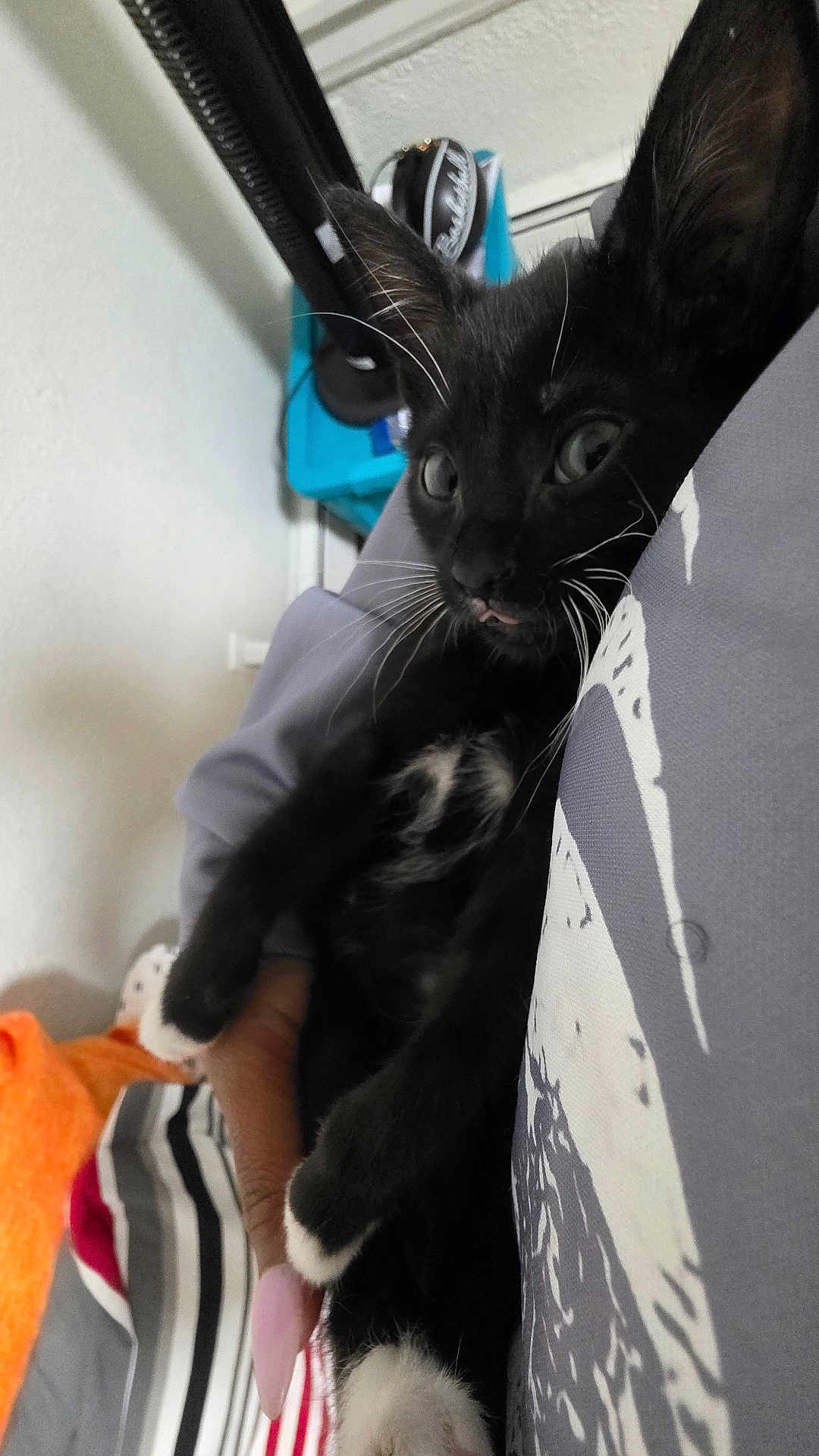 Pluto is registered to the contest to win money with this photo: cat, kitten, black_cat, white_paws, whiskers, indoor, person_holding, hand, blanket, striped_blanket, orange_blanket, curious, face, fur, pet, domestic_animal, cozy, close_up, young_cat, cute