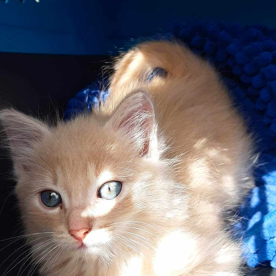 Ron