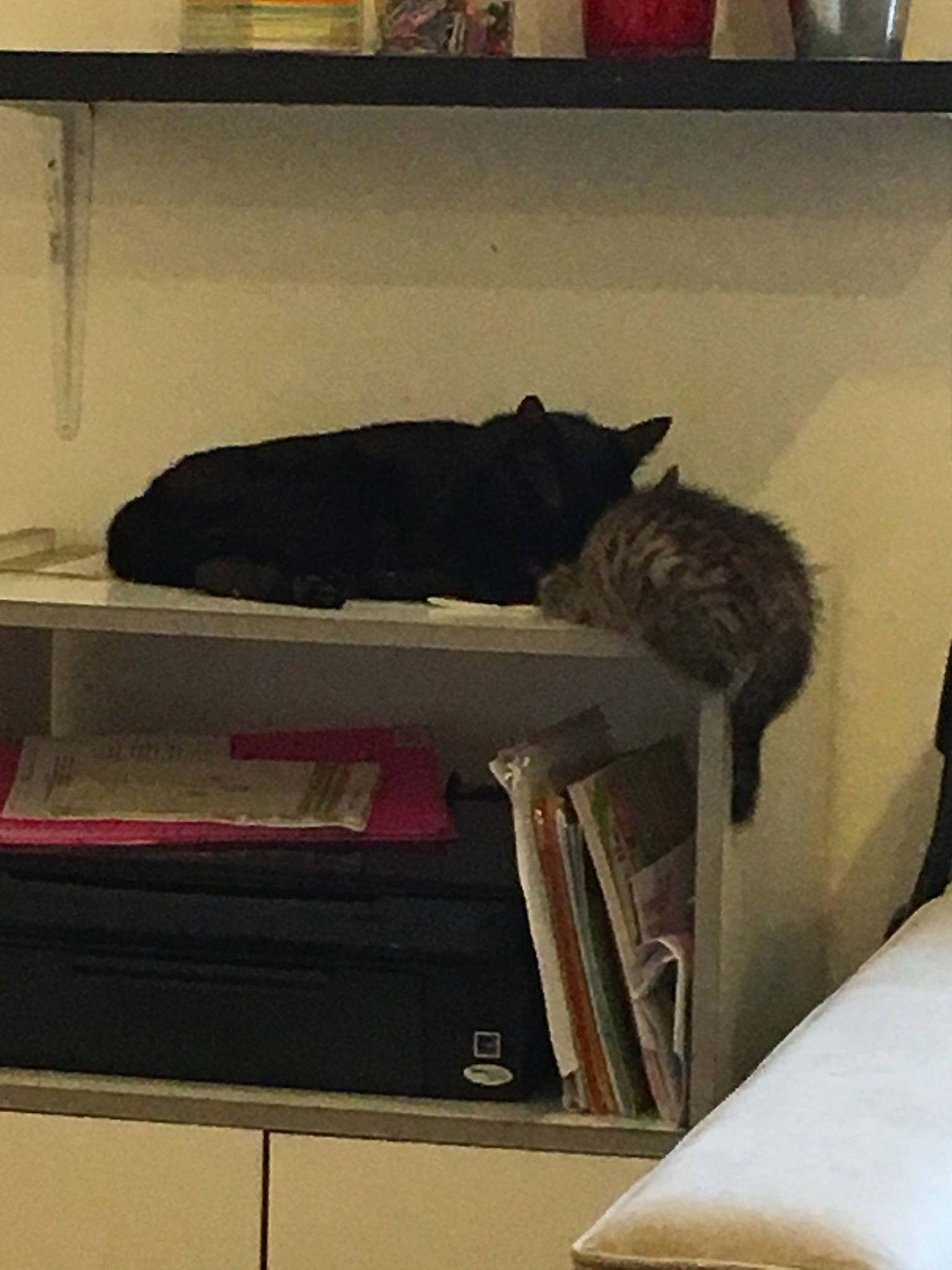 Mougli a rejoint le concours — aidez-le/la à gagner de superbes lots ! furniture, room, shelf