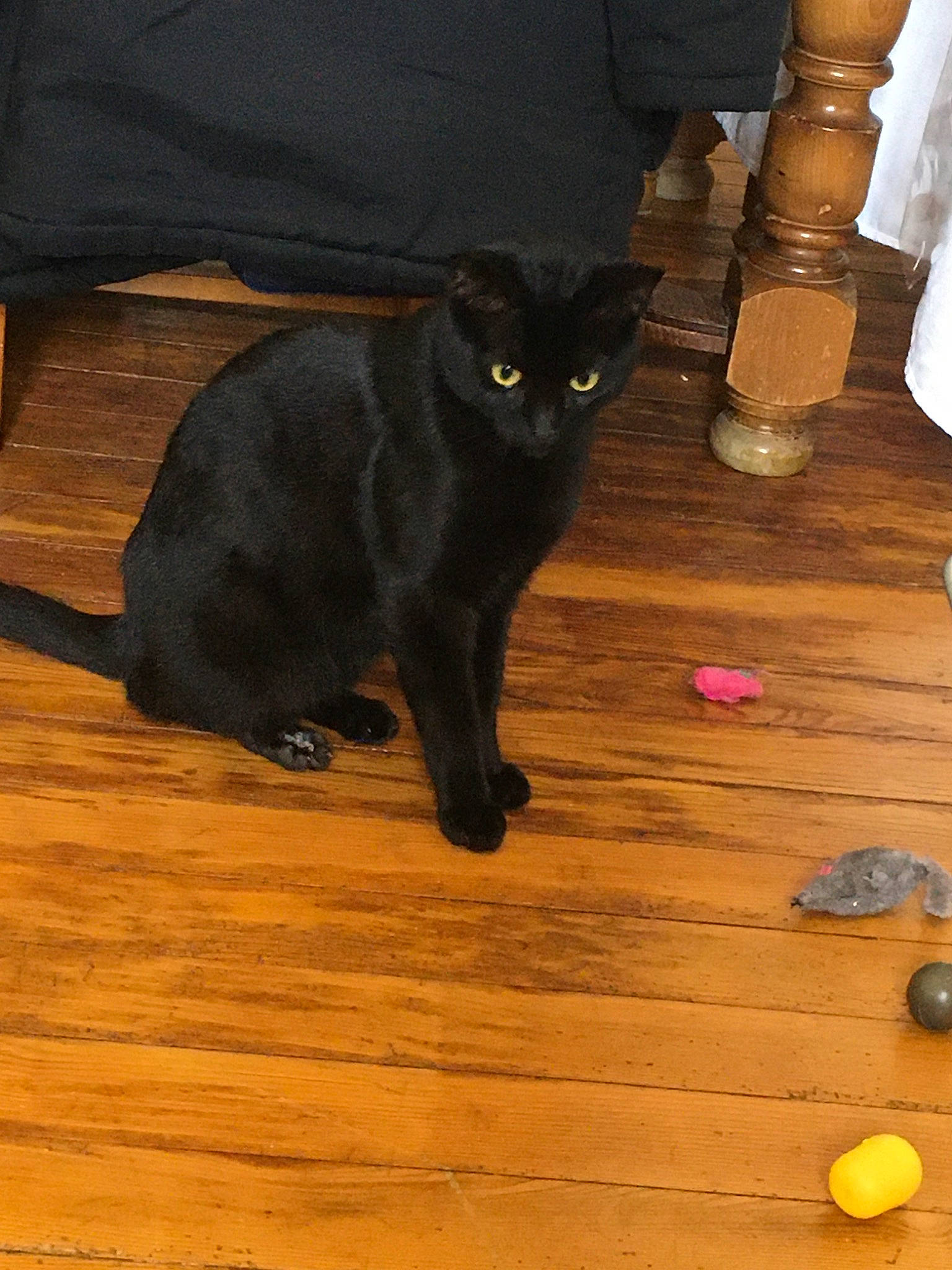 Mougli participe au concours pour gagner de l'argent avec cette photo : asian, black, black_cat, bombay, burmese, carnivore, cat, domestic_short_haired_cat, felidae, floor, flooring, hardwood, havana_brown, korat, laminate_flooring, mammal, small_to_medium_sized_cats, tail, whiskers, wood