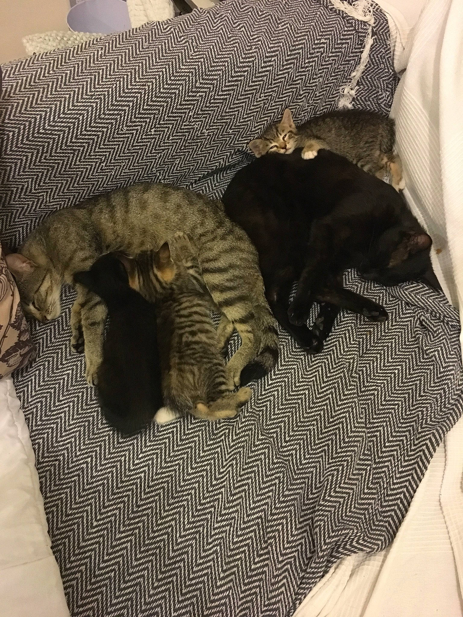 Mougli participe au concours pour gagner de l'argent avec cette photo : canidae, carnivore, cat, chair, felidae, fur, furniture, kitten, linens, non_sporting_group, puppy