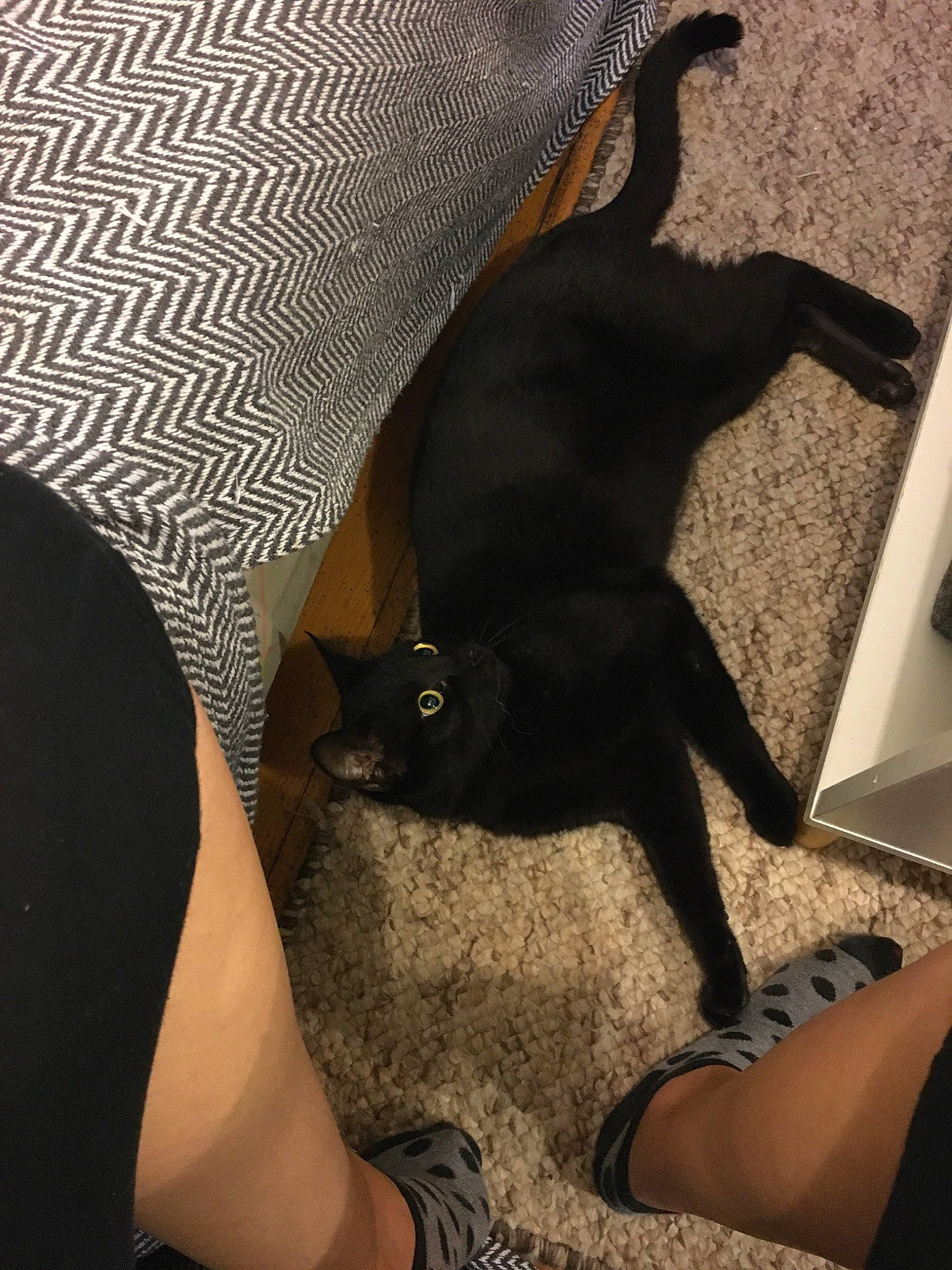 Mougli participe au concours pour gagner de l'argent avec cette photo : black, black_cat, canidae, foot, fur, human_leg, leg, non_sporting_group, tail, thigh, tights