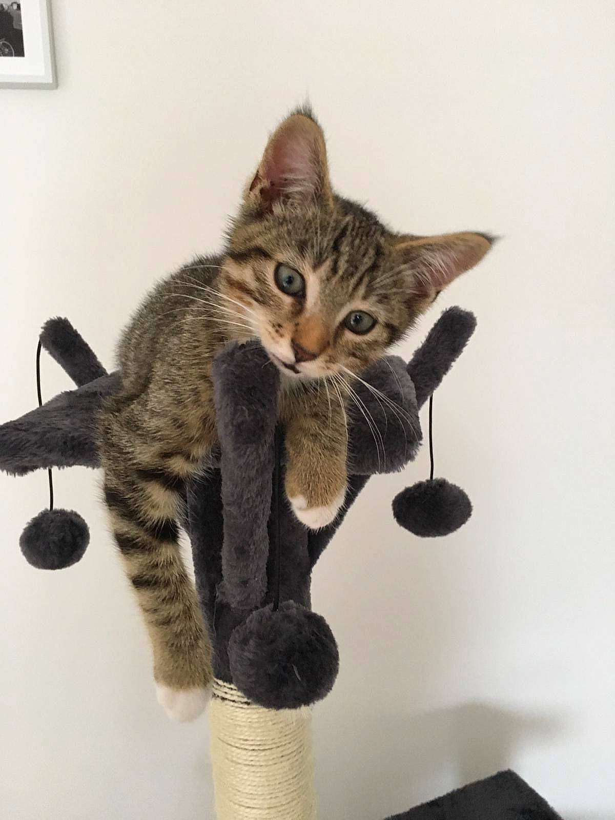 Peyo a rejoint le concours — aidez-le/la à gagner de superbes lots ! american_shorthair, asian, bengal, california_spangled, carnivore, cat, domestic_short_haired_cat, dragon_li, egyptian_mau, european_shorthair, felidae, kitten, mammal, ocicat, pixie_bob, savannah, small_to_medium_sized_cats, tabby_cat, tail, whiskers