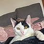 Abyss participe au concours pour gagner de l'argent avec cette photo : cat, black_and_white, yellow_eyes, blanket, couch, indoor, pet, fur, relaxed, cozy, animal, whiskers, ears, cute, portrait, soft_fabric, resting, feline, domestic_cat, closeup