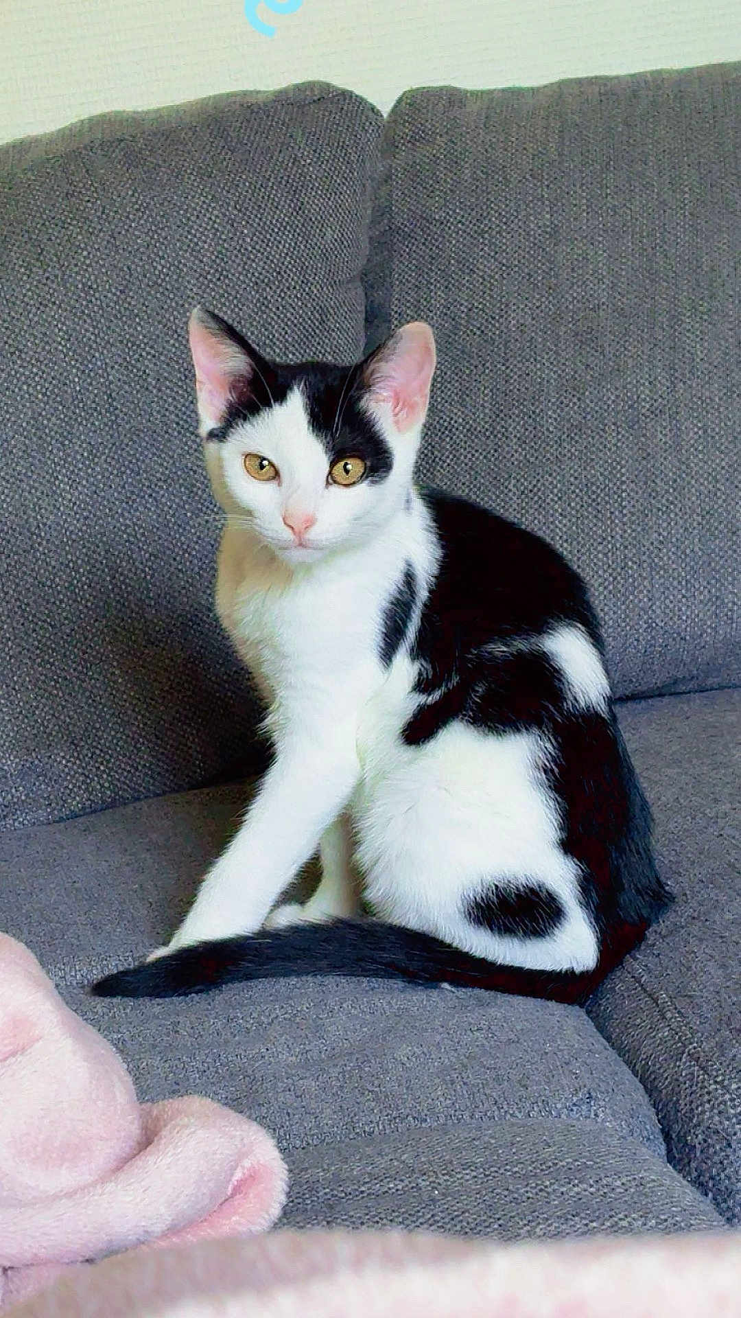 Abyss participe au concours pour gagner de l'argent avec cette photo : cat, black_and_white, pet, sitting, couch, indoor, feline, looking_at_camera, cozy, blanket, golden_eyes, fur, tail, pink, domestic_animal, comfortable, resting, household, cute, young_cat
