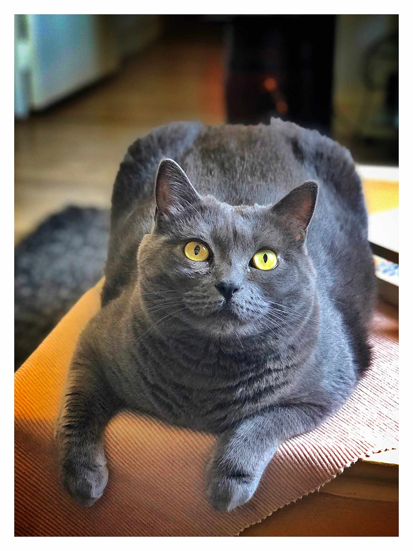 Shiva