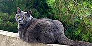 Shiva participe au concours pour gagner de l'argent avec cette photo : cat, gray_cat, animal, pet, outdoor, nature, pine_tree, greenery, concrete_wall, fur, yellow_eyes, relaxed, looking_back, wildlife, mammal, whiskers, tail, sitting, daylight, serene