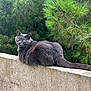 cat, gray_cat, animal, pet, outdoor, nature, pine_tree, greenery, concrete_wall, fur, yellow_eyes, relaxed, looking_back, wildlife, mammal, whiskers, tail, sitting, daylight, serene