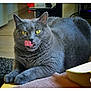 cat, gray_cat, yellow_eyes, indoor, feline, licking, fur, pet, animal, mischievous, cozy, table, rug, domestic, whiskers, playful, closeup, resting, curious, home