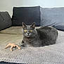 cat, gray_cat, yellow_eyes, plush_toy, dog_toy, sofa, couch, blanket, indoor, pet, feline, animal, domestic, relaxed, looking_at_camera, cozy, furniture, home, resting, curious