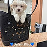 adorable, black_bag, charms, countertop, cute, decorations, dog, ears, eyes, face, fluffy, furniture, handbag, indoor, nose, pearls, pet, puppy, small_dog, white_dog