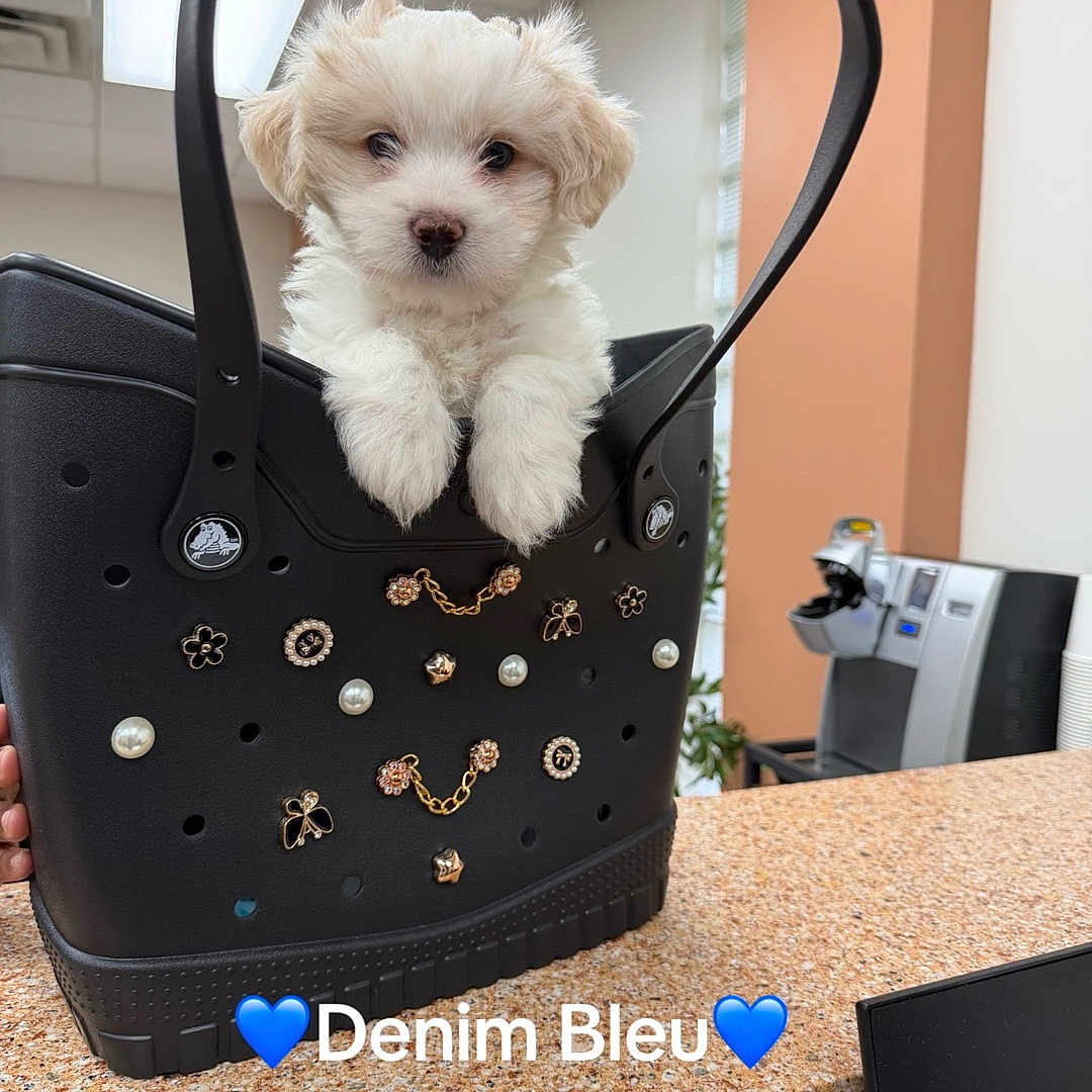 Denim
