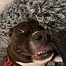 animal, brown_dog, close_up, cozy, cute, dog, expression, fluffy_blanket, fur, indoor, lying_down, mischievous, nose, pet, playful, red_collar, sleepy, snuggled, teeth, white_chest