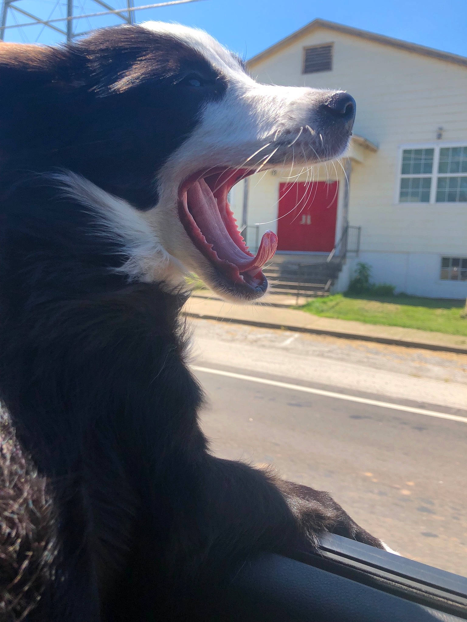 Shiloh joined the competition — help win amazing prizes! border_collie, canidae, carnivore, dog, dog_breed, facial_expression, jaw, mouth, nose, organ, smile, snout, tongue, tooth, whiskers, window, yawn
