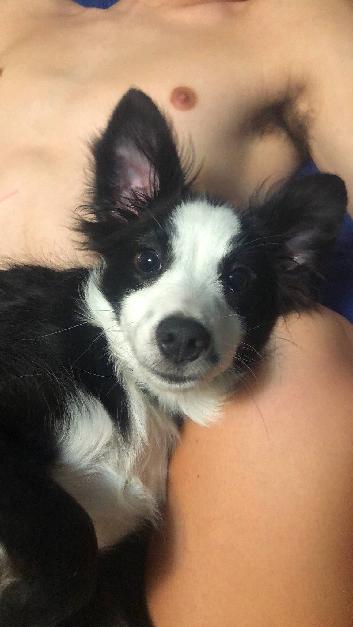 Shiloh is registered to the contest to win money with this photo: australian_collie, border_collie, canidae, carnivore, companion_dog, dog, dog_breed, ear, mammal, mcnab, papillon, puppy, rare_breed_dog, snout, sporting_group, vertebrate, welsh_sheepdog