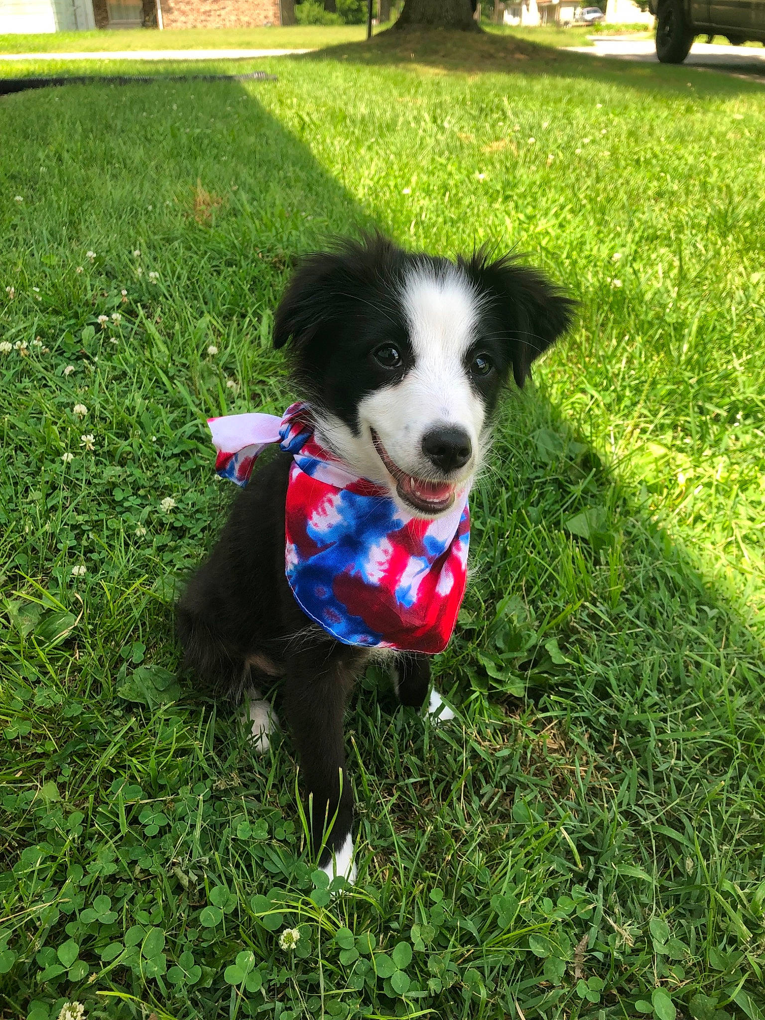 Shiloh is registered to the contest to win money with this photo: australian_collie, border_collie, canidae, carnivore, companion_dog, dog, dog_breed, english_shepherd, grass, herding_dog, mammal, mcnab, plant, sporting_group, vertebrate, welsh_sheepdog, working_dog