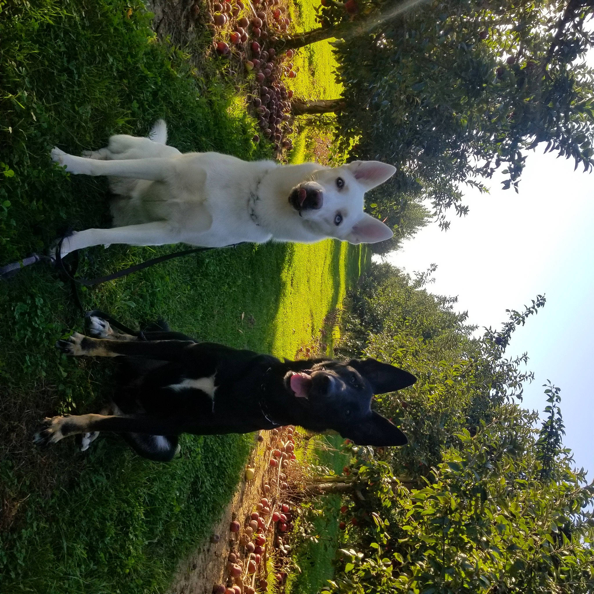 Keefer Winston joined the competition — help win amazing prizes! adventure, canidae, carnivore, companion_dog, dog, dog_breed, fawn, grass, leisure, non_sporting_group, pasture, plant, sky, sporting_group, tail, tree, water, wildlife, wood, working_animal