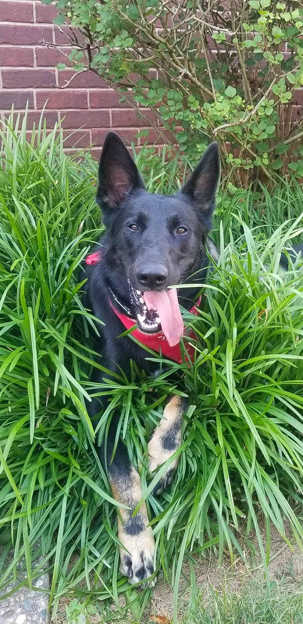 Keefer Winston is registered to the contest to win money with this photo: canidae, carmine, carnivore, collar, companion_dog, dog, dog_breed, dog_collar, dog_supply, eye, grass, guard_dog, herbaceous_plant, herding_dog, plant, snout, sporting_group, tail, working_animal, working_dog