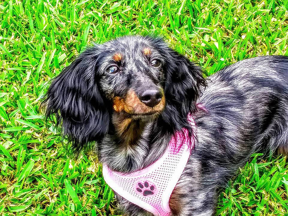 Pandora is registered to the contest to win money with this photo: canidae, carnivore, cocker_spaniel, companion_dog, dog, dog_breed, grass, mammal, picardy_spaniel, rare_breed_dog, russian_spaniel, sporting_group, vertebrate