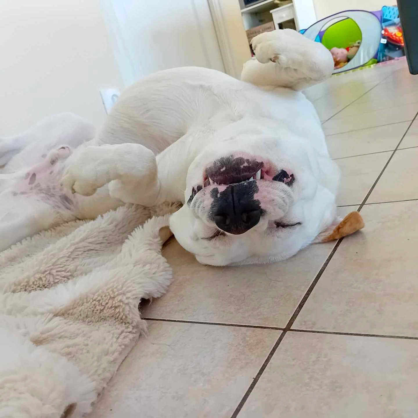 Marley a rejoint le concours — aidez-le/la à gagner de superbes lots ! animal, ball, boxer, bulldog, canine, cat, dog, football, frenchbulldog, indoors, interiordesign, person, pet, pitbull, puppy, sleeping, soccer, soccerball, sport, whitedog