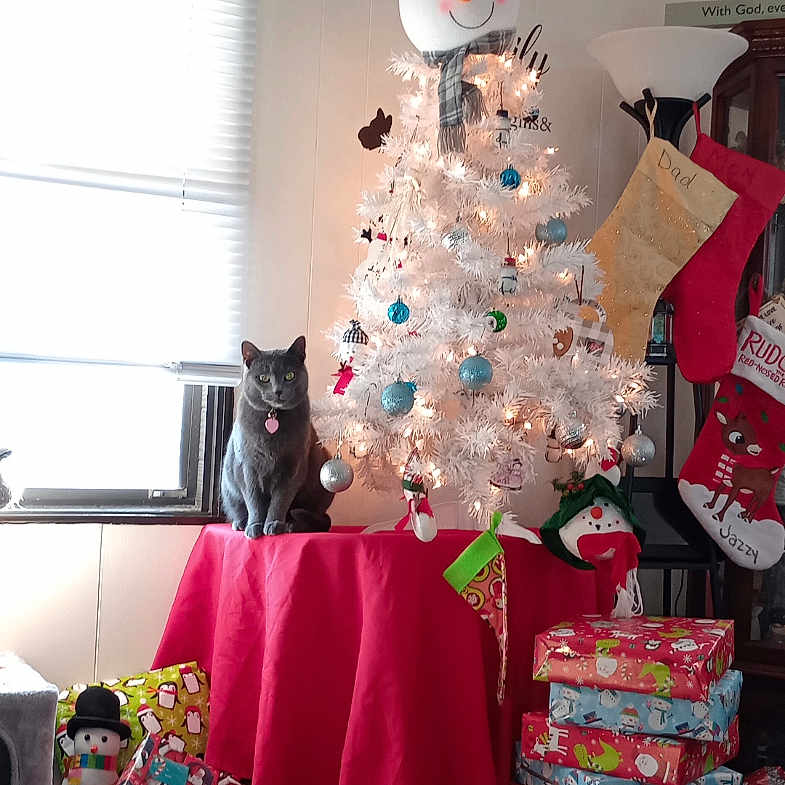 Lilo joined the competition — help win amazing prizes! cat, christmas, christmas_tree, cozy, decor, festive, gray_cat, holiday, holiday_decorations, indoor, lamp, ornaments, presents, red_tablecloth, smiling_snowman, snowman, stockings, table, window, wrapped_gifts