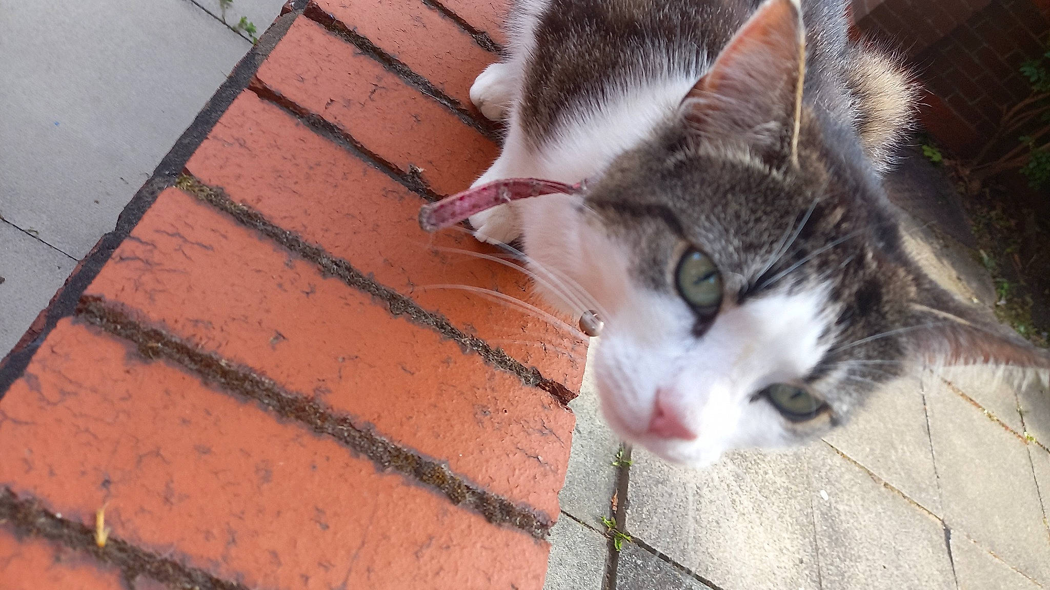 Val is registered to the contest to win money with this photo: brick, carnivore, cat, claw, domestic_short_haired_cat, eye, felidae, flooring, fur, grass, hardwood, paw, plant, small_to_medium_sized_cats, snout, tail, terrestrial_animal, tree, whiskers, wood