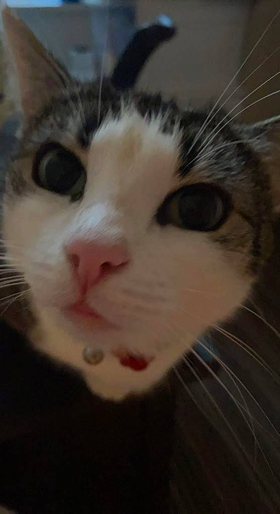 Val joined the competition — help win amazing prizes! carnivore, cat, close_up, domestic_short_haired_cat, ear, eye, eyelash, face, felidae, fur, hair, head, human_body, iris, mammal, nose, small_to_medium_sized_cats, snout, vertebrate, whiskers