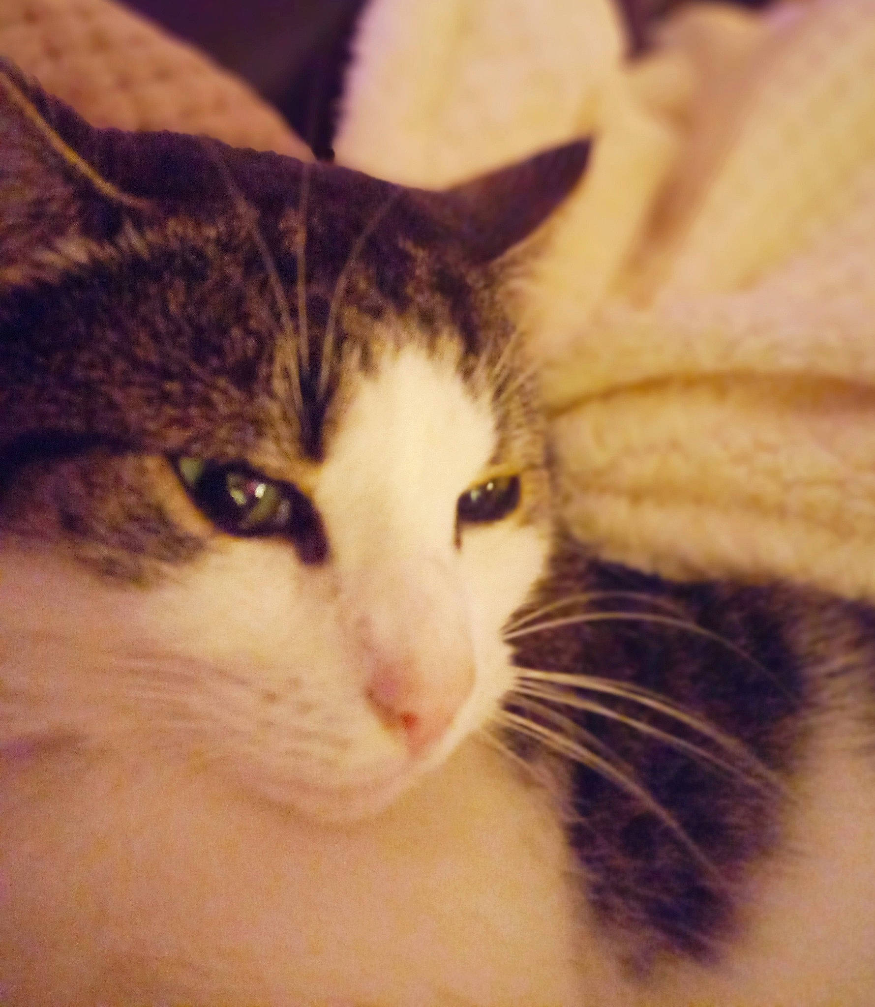 Val joined the competition — help win amazing prizes! carnivore, cat, comfort, domestic_short_haired_cat, ear, eyelash, felidae, fur, paw, small_to_medium_sized_cats, snout, whiskers, window